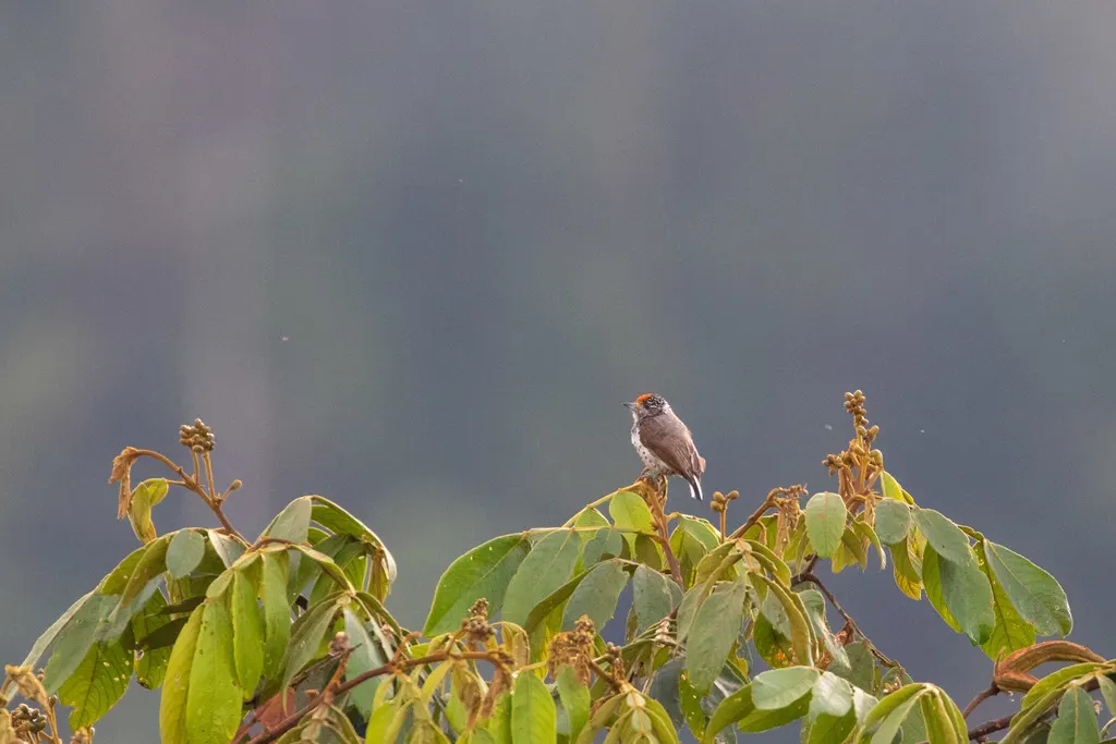 眼斑姬啄木鸟（Picumnus dorbignyanus）