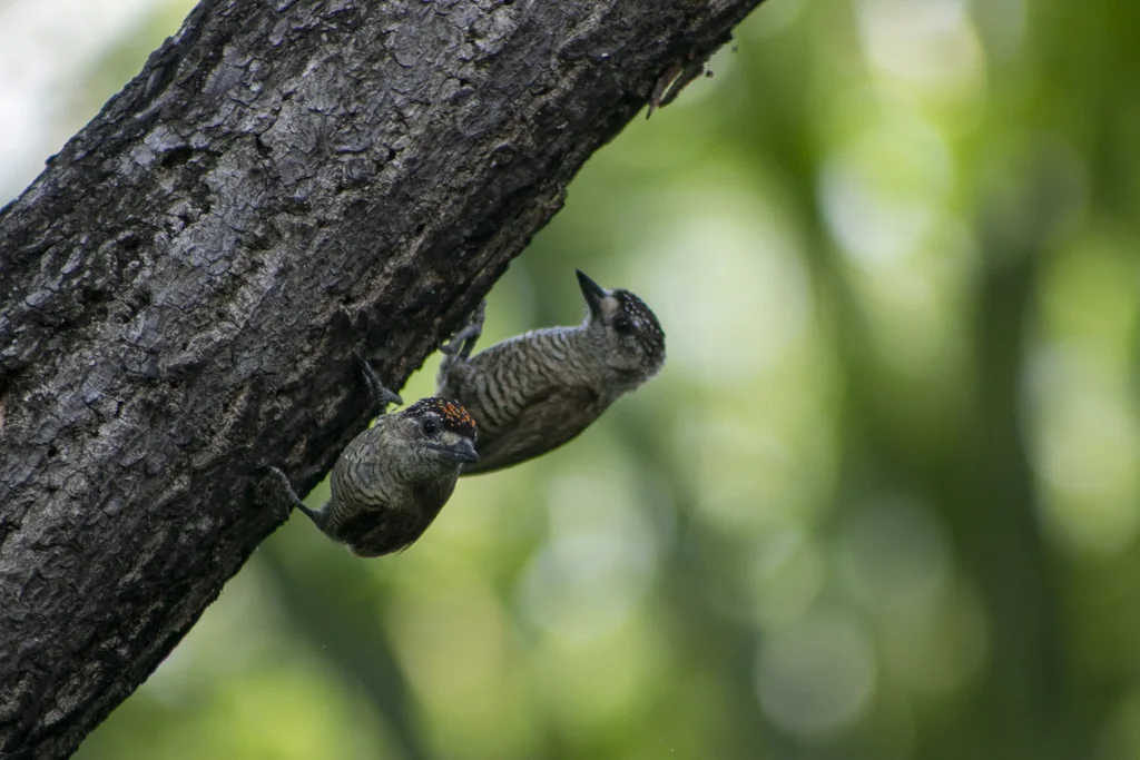 亮丽姬啄木鸟(Picumnus exilis)