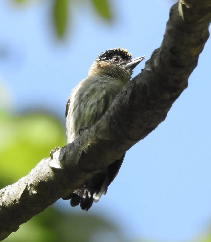 灰姬啄木鸟（Picumnus granadensis）
