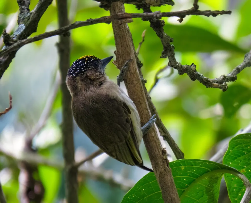 灰姬啄木鸟（Picumnus granadensis）