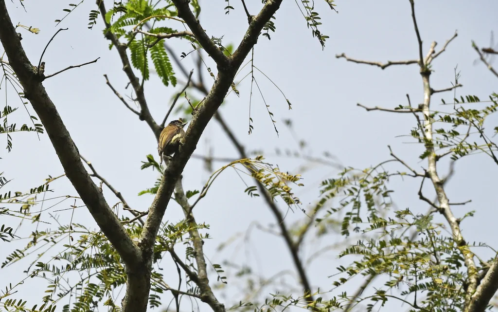 灰姬啄木鸟（Picumnus granadensis）