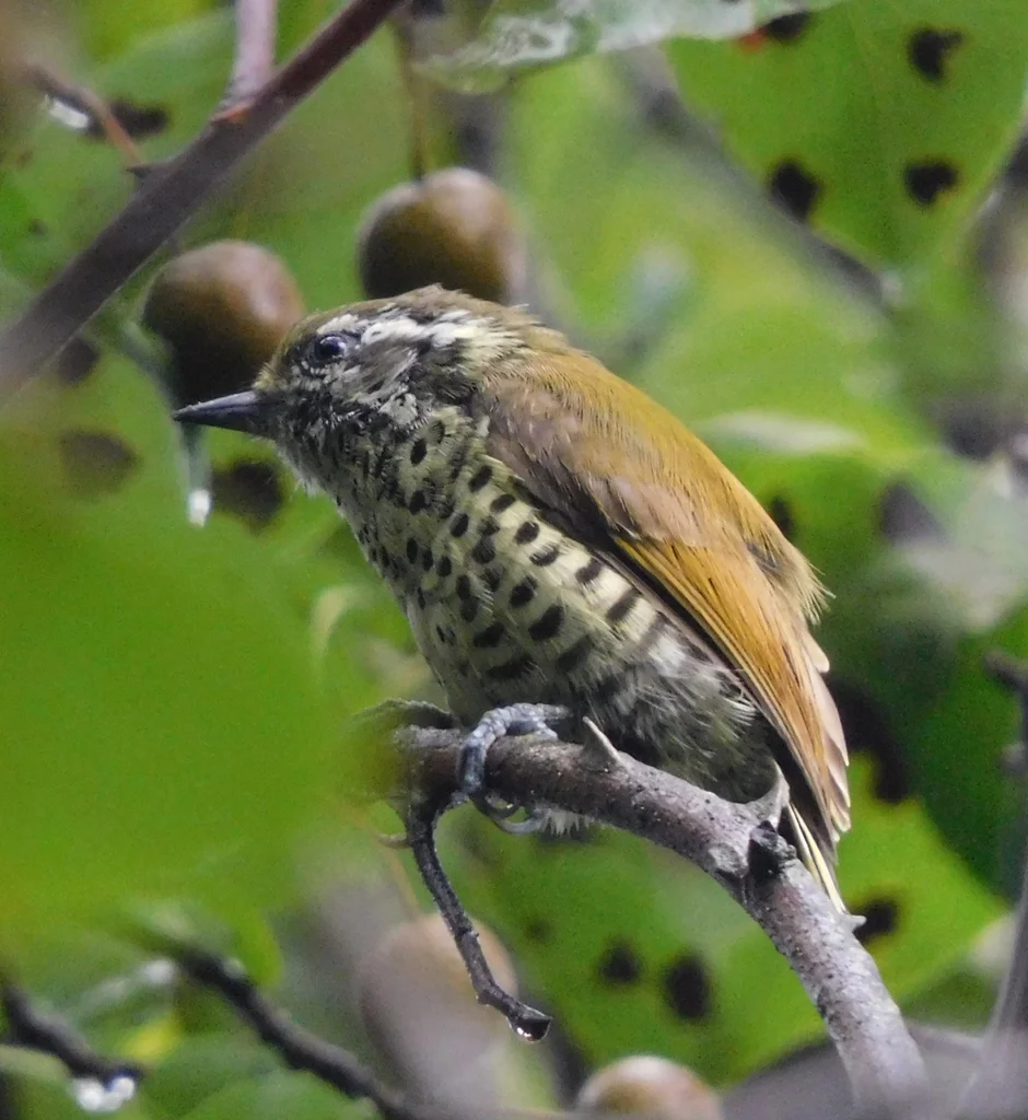 斑姬啄木鸟(Picumnus innominatus)