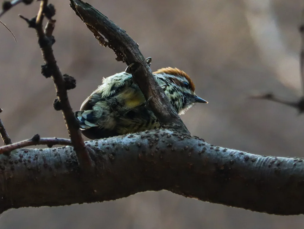 斑姬啄木鸟(Picumnus innominatus)
