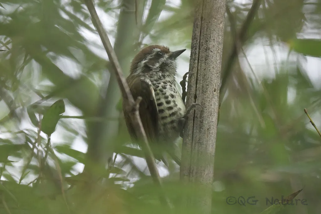 斑姬啄木鸟(Picumnus innominatus)