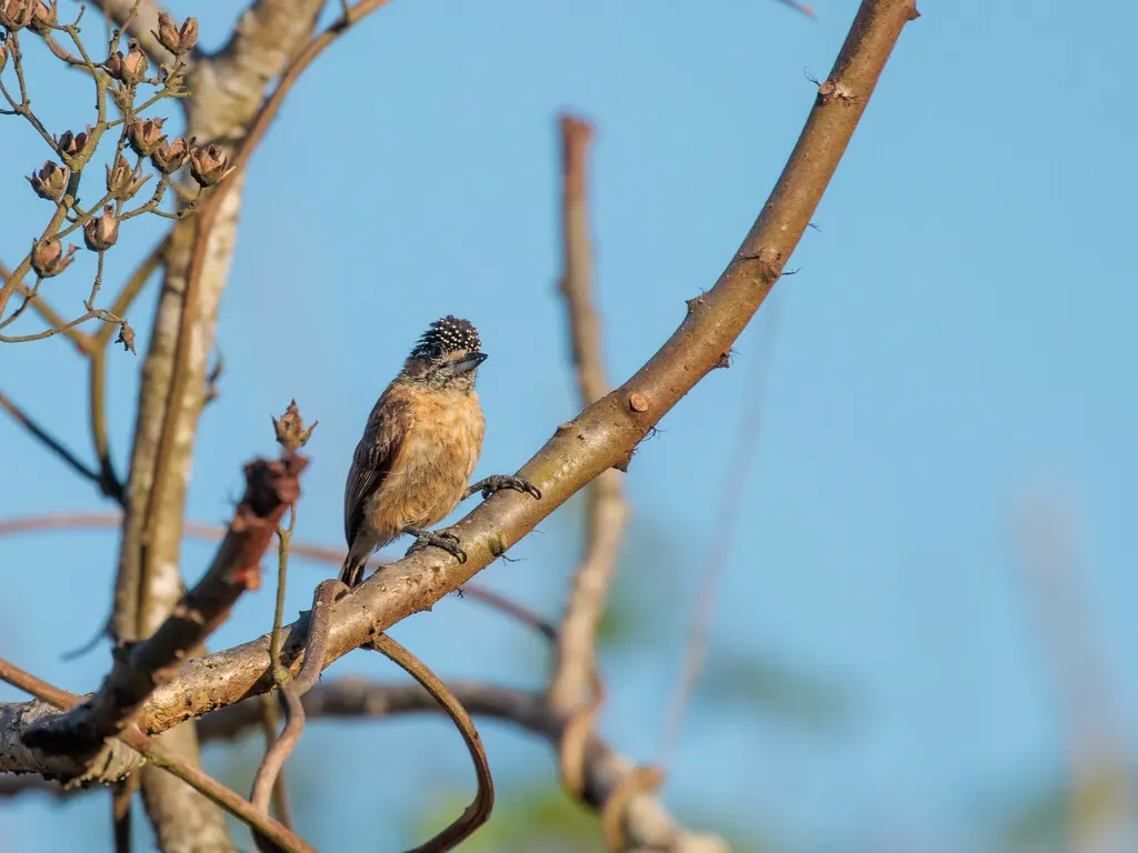 赭色姬啄木鸟(Picumnus limae)