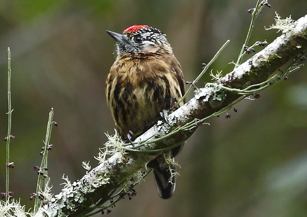 丽色姬啄木鸟（Picumnus nebulosus）