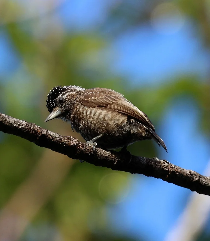 姬啄木鸟(Picumnus pygmaeus)