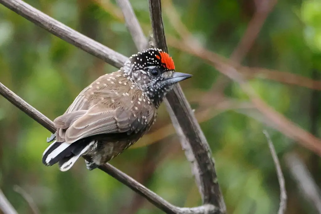 姬啄木鸟(Picumnus pygmaeus)
