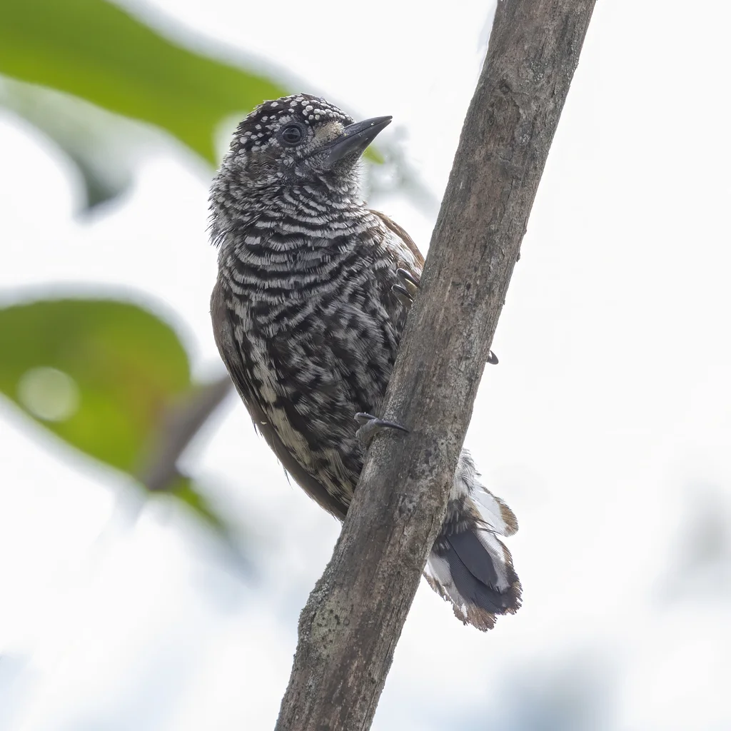 厄瓜多尔姬啄木鸟(Picumnus sclateri)