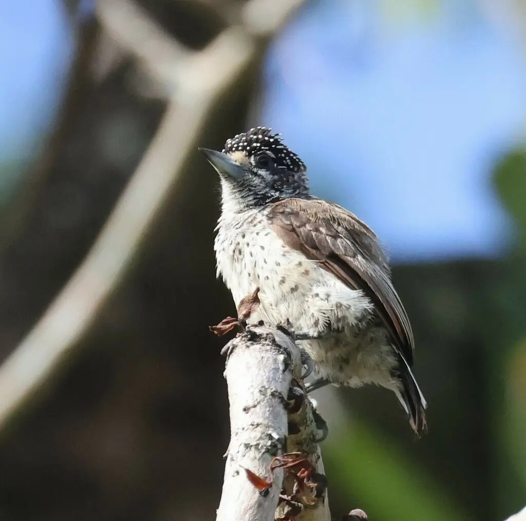 白腹姬啄木鸟(Picumnus spilogaster)