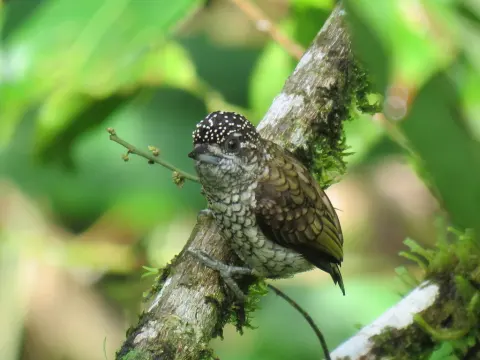 鳞斑姬啄木鸟