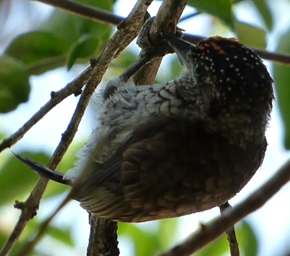 鳞斑姬啄木鸟（Picumnus squamulatus）