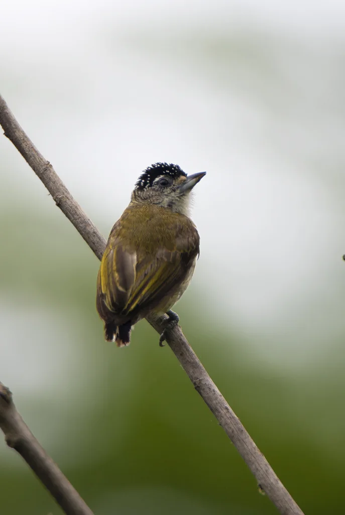 细斑姬啄木鸟(Picumnus subtilis)