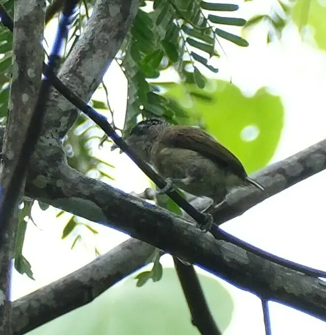 细斑姬啄木鸟(Picumnus subtilis)