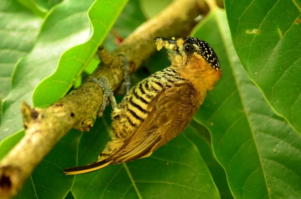 赭领姬啄木鸟(Picumnus temminckii)