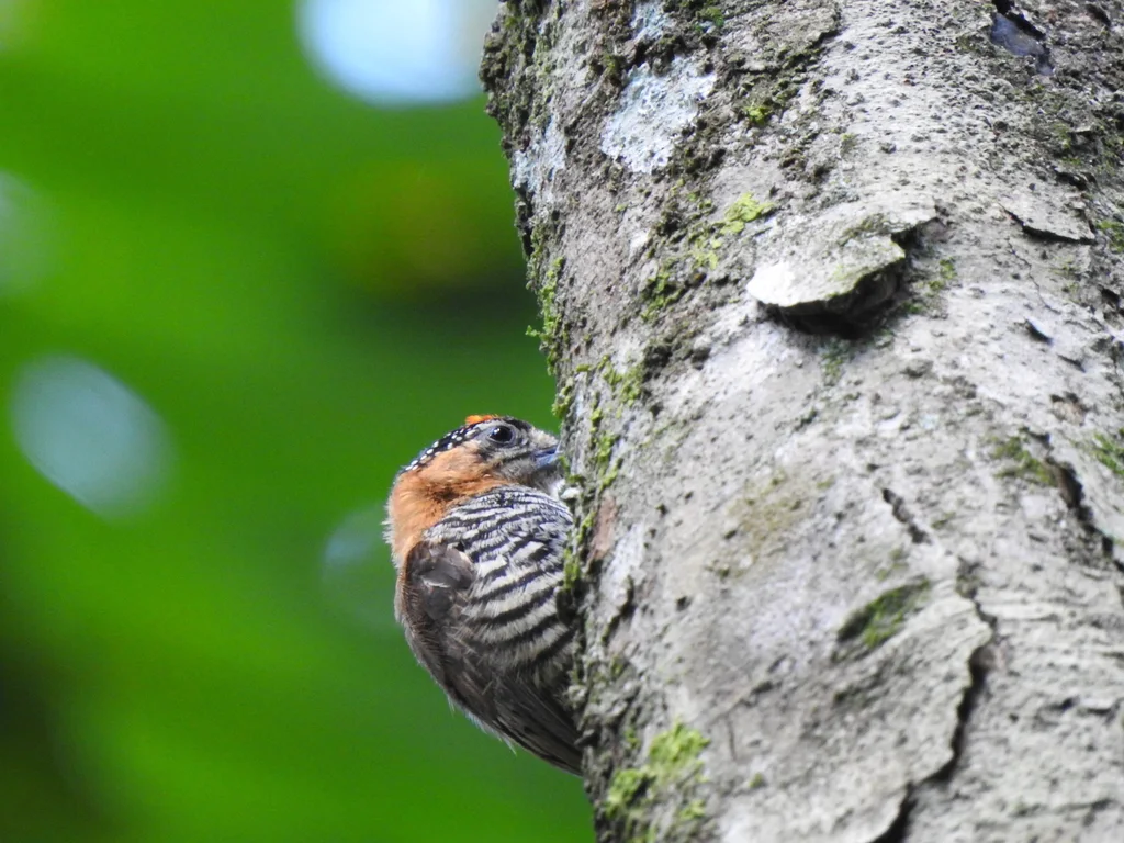 赭领姬啄木鸟(Picumnus temminckii)