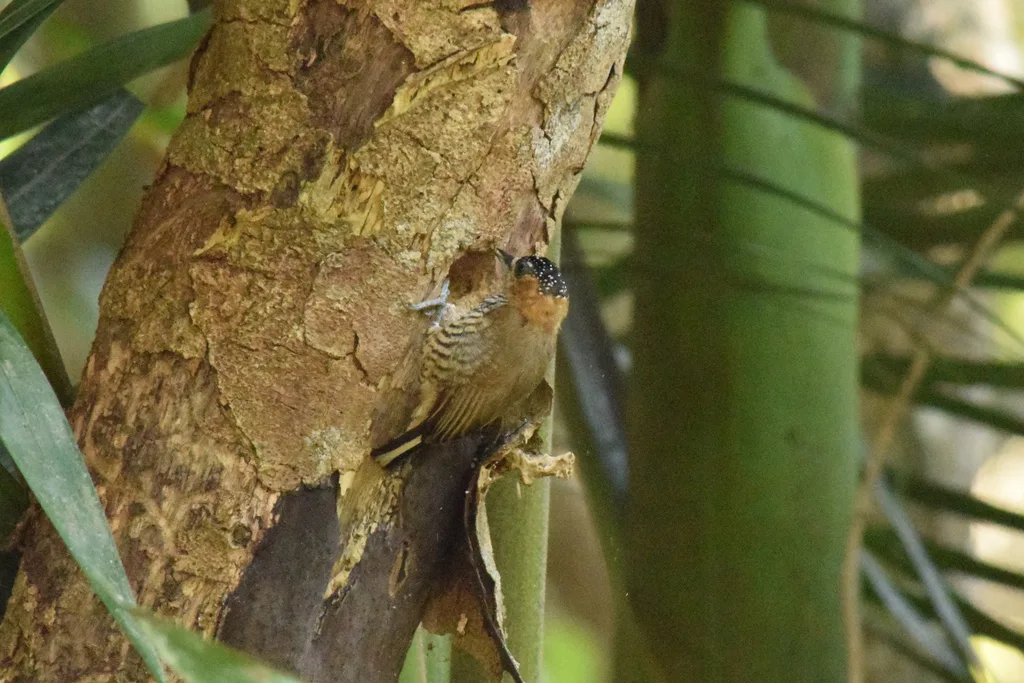 赭领姬啄木鸟(Picumnus temminckii)