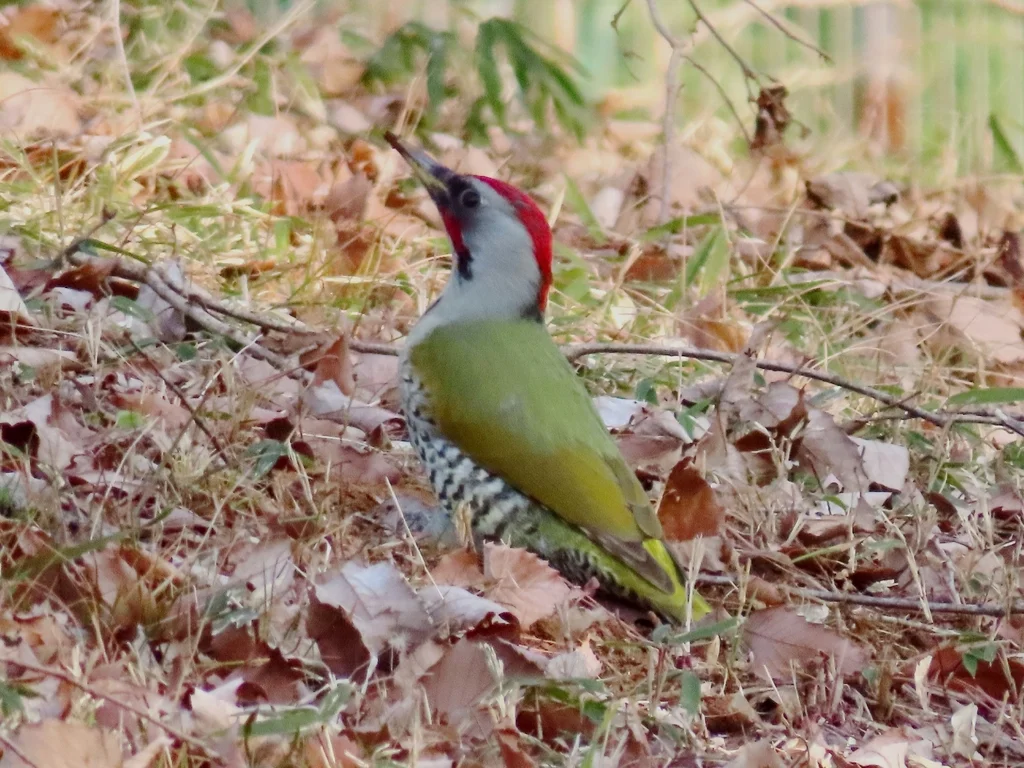 日本绿啄木鸟(Picus awokera)