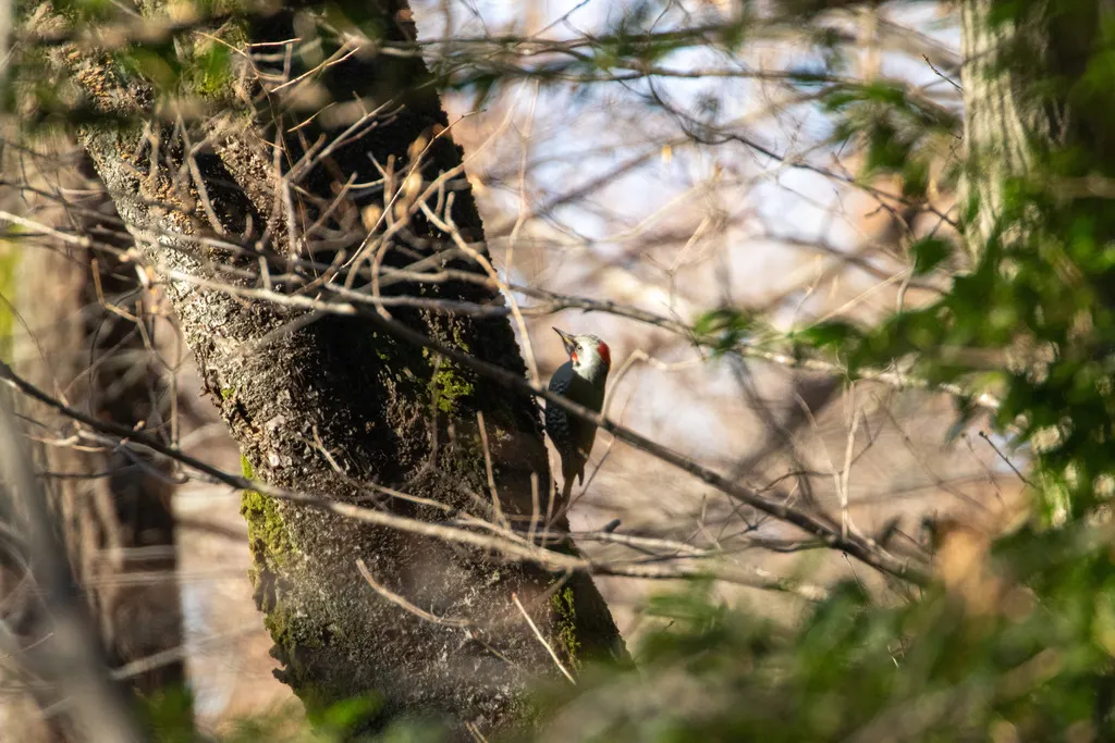 日本绿啄木鸟(Picus awokera)
