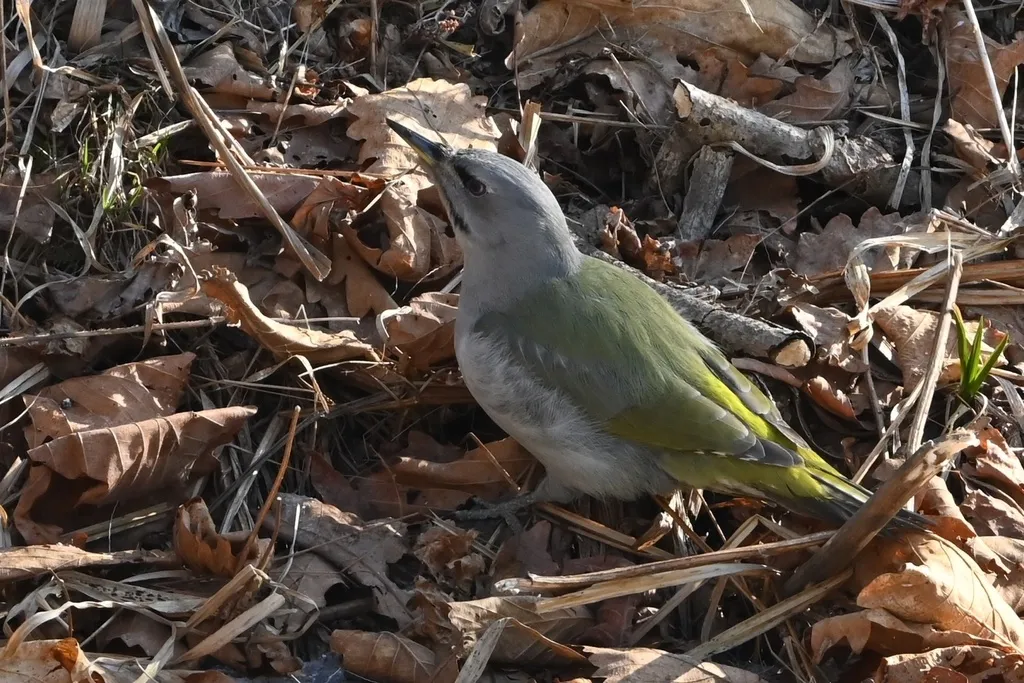 灰头绿啄木鸟(Picus canus)