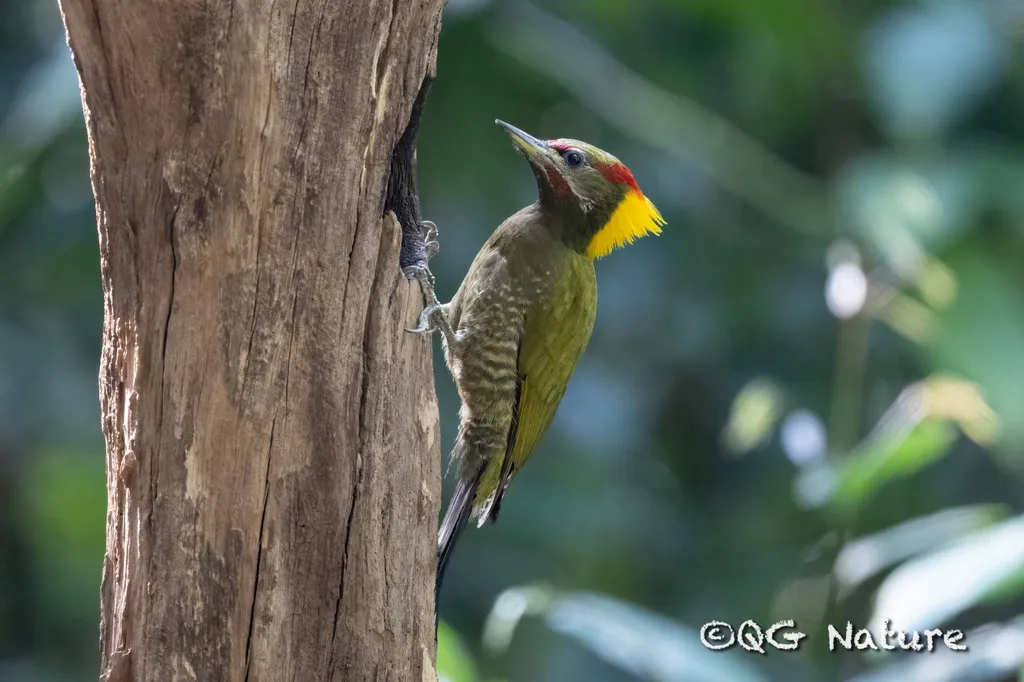 黄冠啄木鸟(Picus chlorolophus)