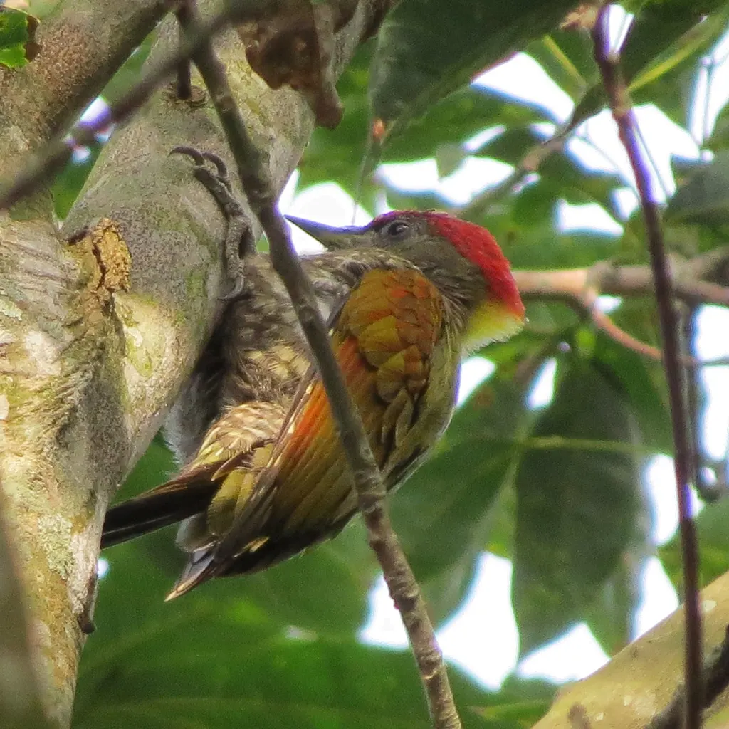 黄冠啄木鸟(Picus chlorolophus)