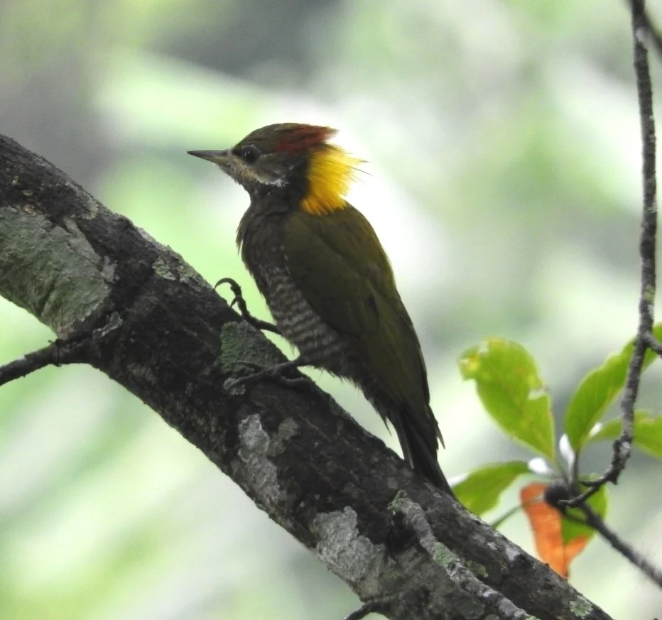 黄冠啄木鸟(Picus chlorolophus)