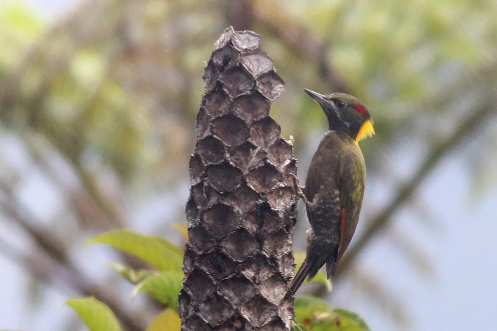 黄冠啄木鸟(Picus chlorolophus)