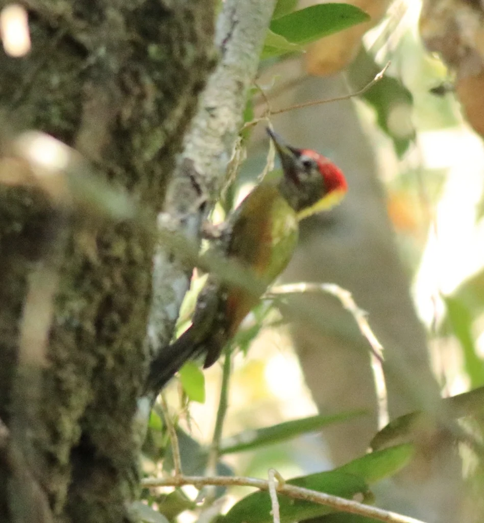 黄冠啄木鸟(Picus chlorolophus)
