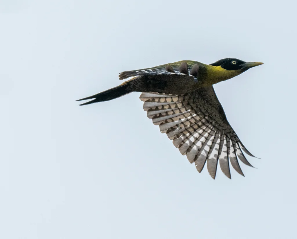 黑头绿啄木鸟（Picus erythropygius）