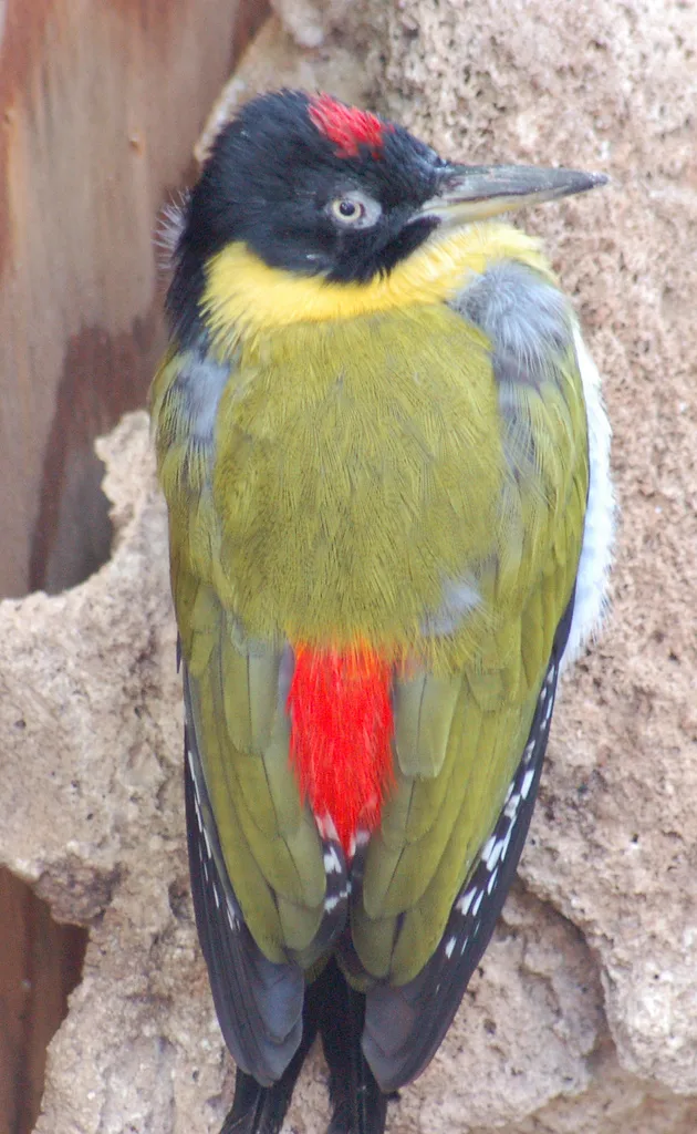 黑头绿啄木鸟（Picus erythropygius）