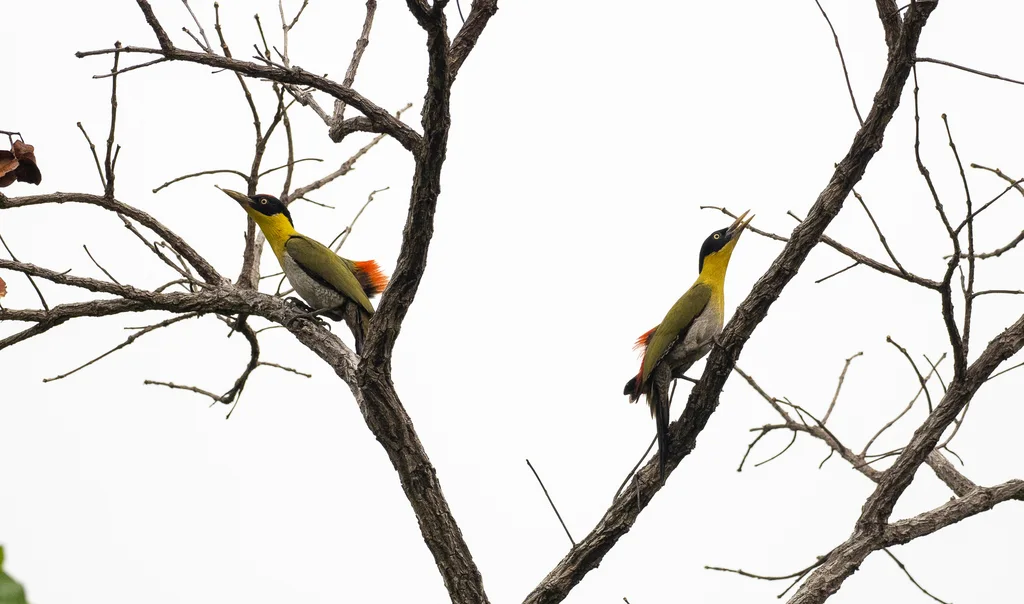 黑头绿啄木鸟（Picus erythropygius）