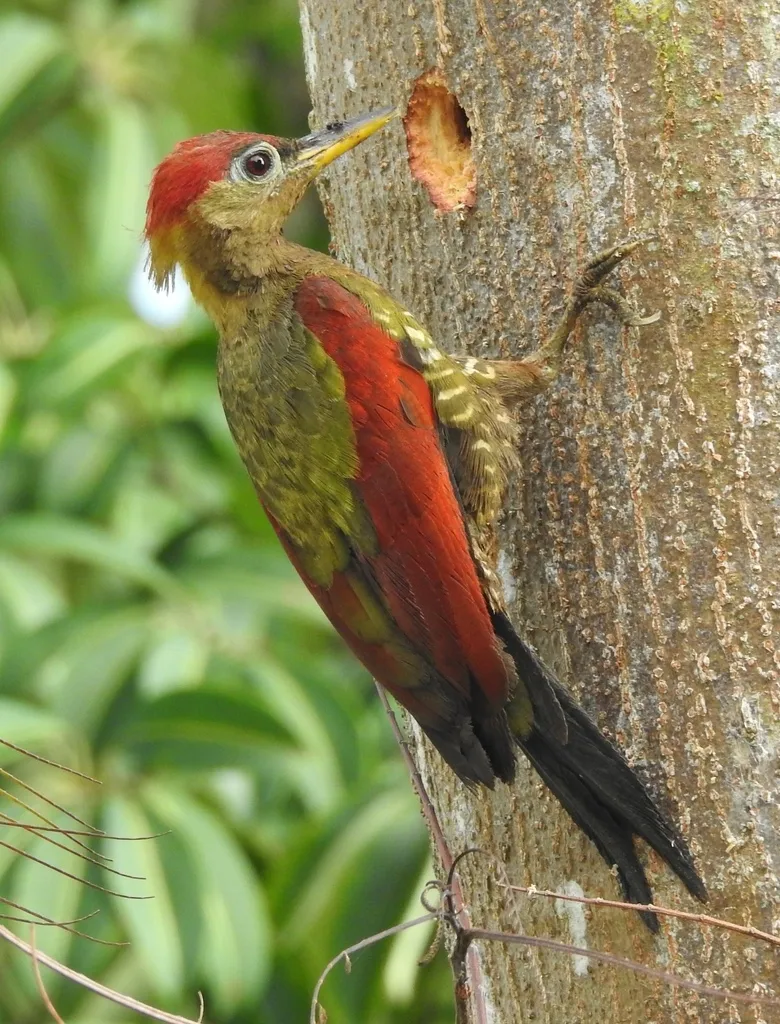 红翅绿啄木鸟(Picus puniceus)