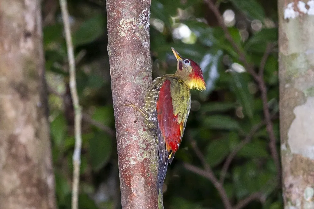 红翅绿啄木鸟(Picus puniceus)