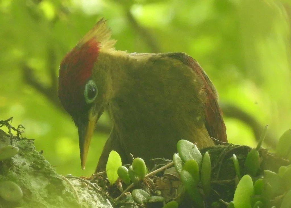 红翅绿啄木鸟(Picus puniceus)