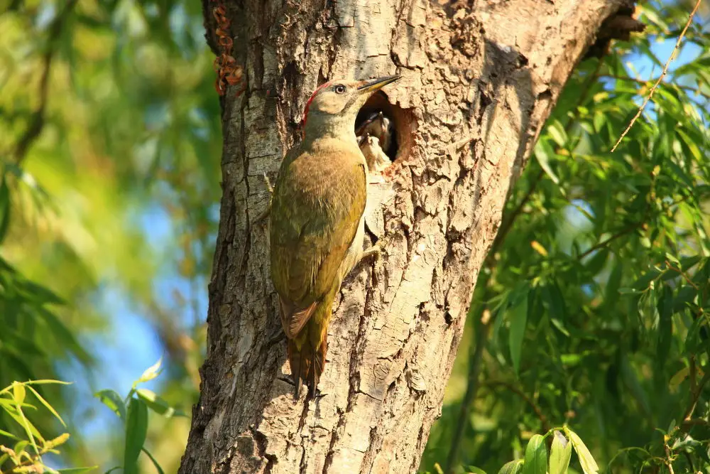 伊比利亚绿啄木鸟(Picus sharpei)