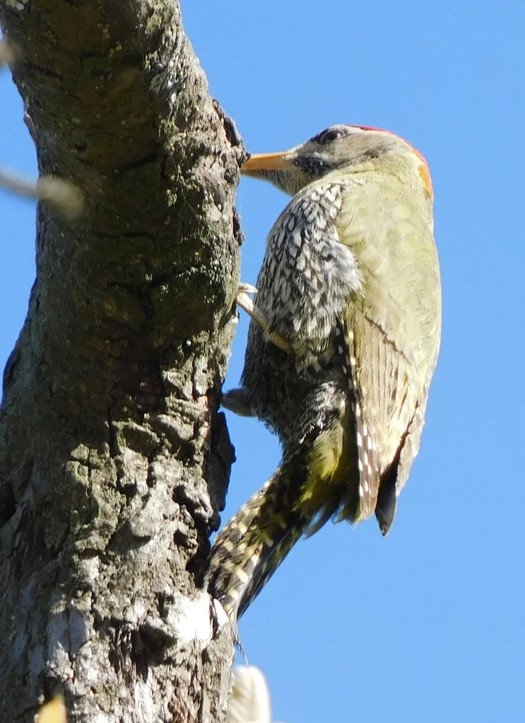 鳞腹绿啄木鸟(Picus squamatus)