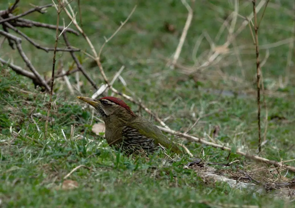 鳞腹绿啄木鸟(Picus squamatus)