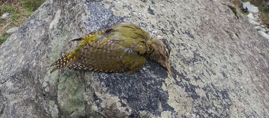 鳞腹绿啄木鸟(Picus squamatus)