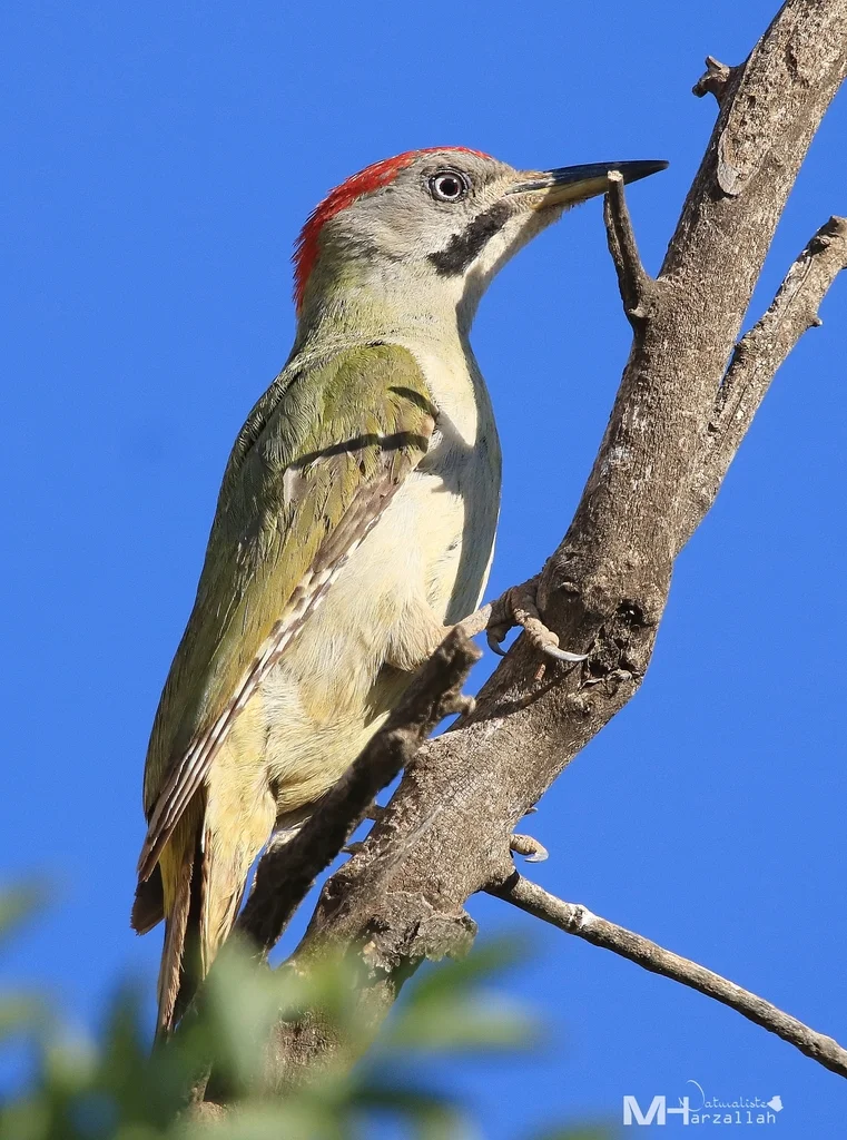 利氏绿啄木鸟(Picus vaillantii)