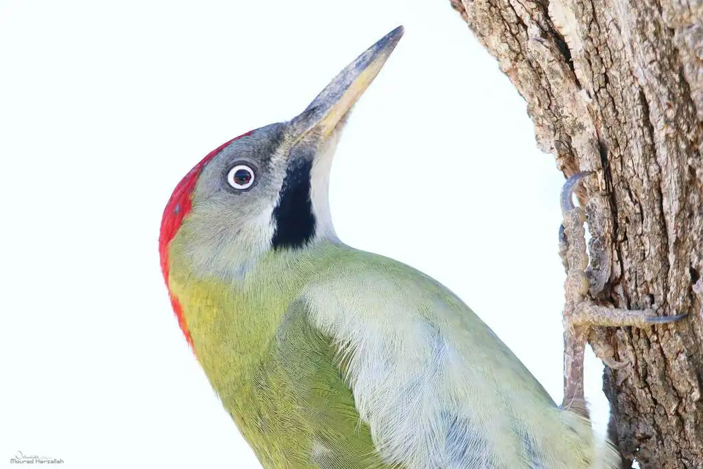 利氏绿啄木鸟(Picus vaillantii)
