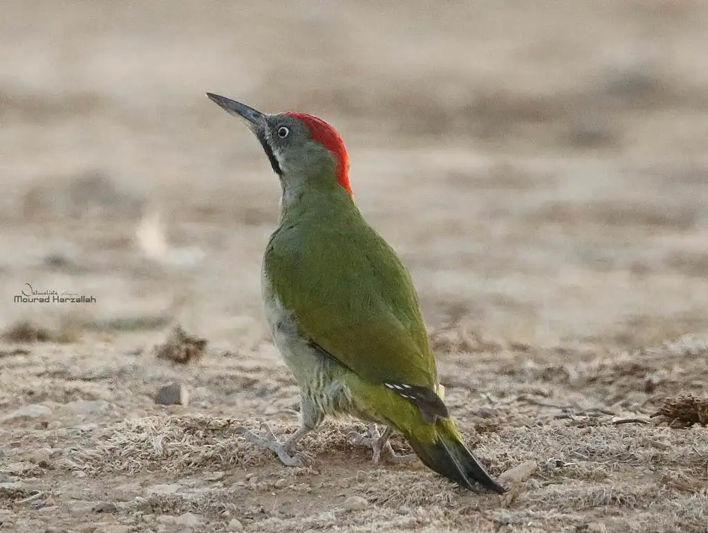 利氏绿啄木鸟(Picus vaillantii)