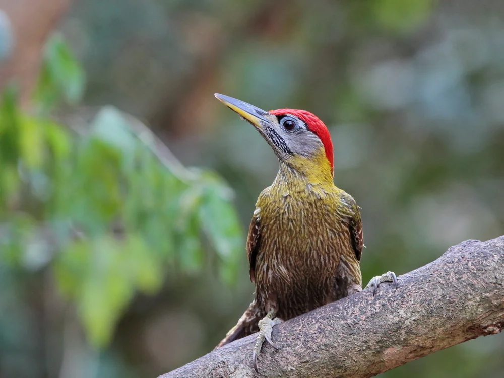 斑胸绿啄木鸟(Picus viridanus)