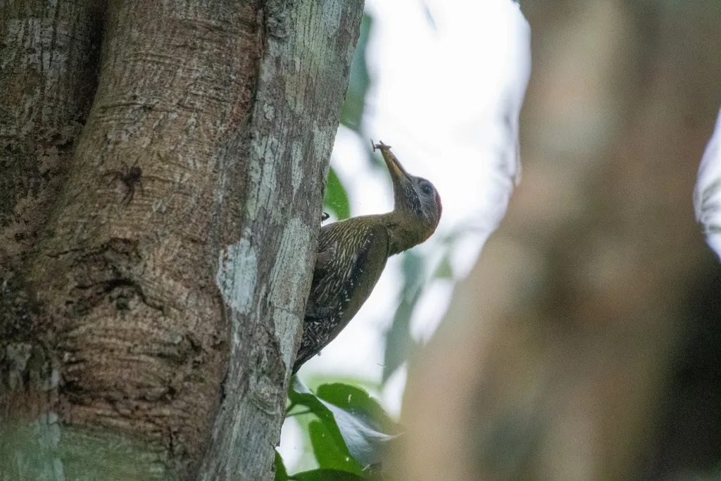 斑胸绿啄木鸟(Picus viridanus)