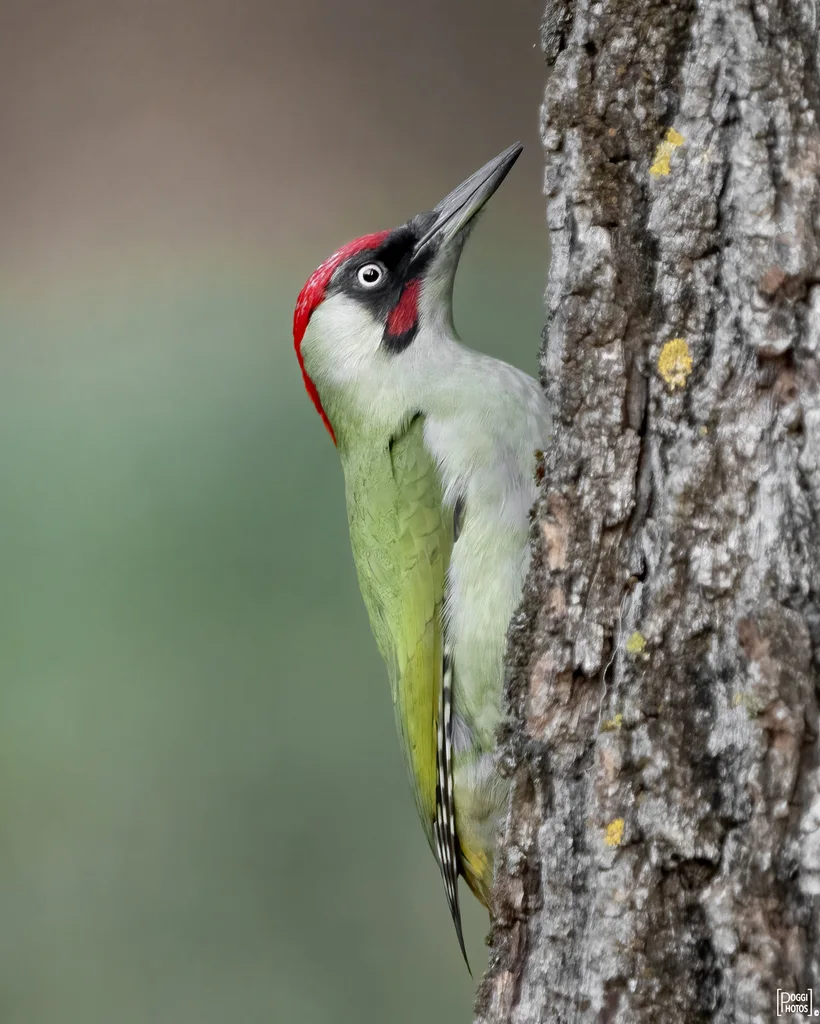 绿啄木鸟(Picus viridis)