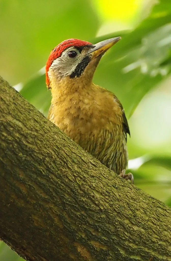 花腹绿啄木鸟(Picus vittatus)