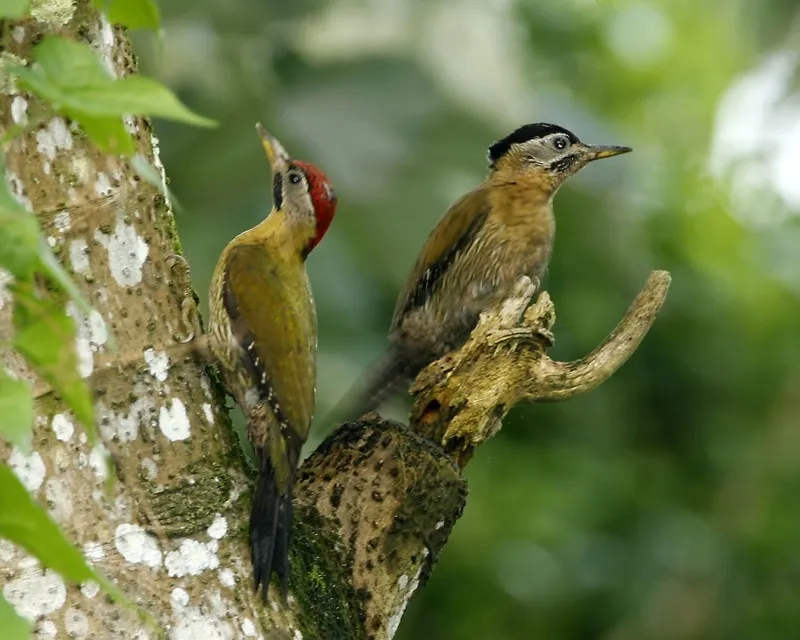 花腹绿啄木鸟(Picus vittatus)