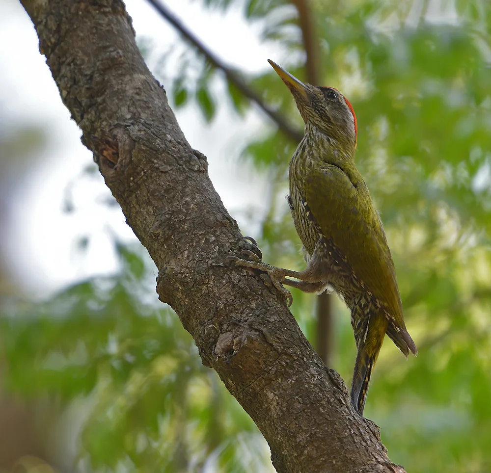 鳞喉绿啄木鸟(Picus xanthopygaeus)