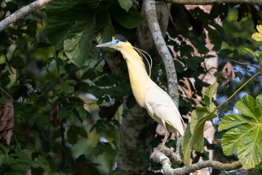 蓝嘴黑顶鹭(Pilherodius pileatus)