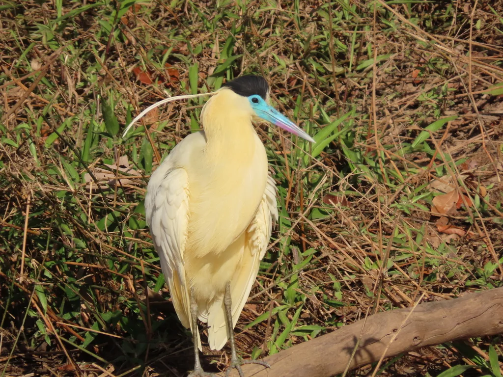 蓝嘴黑顶鹭(Pilherodius pileatus)